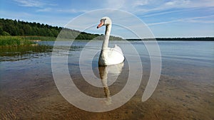 Reflection of white swan in lake