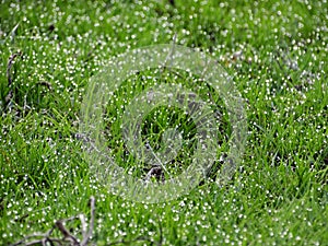 Drops of dew on blades of grass