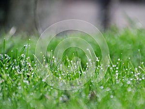 Drops of dew on blades of grass