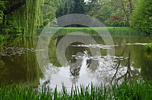 Reflection of willon in lake