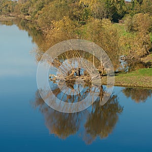 Reflection of willows in the river Elbe