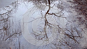 Reflection of a winter tree in a spring puddle on a cloudy day.