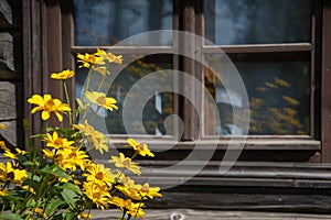 Reflection of yellow flowers in the windows of rustic house