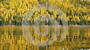 Reflection of yellow larch forest in Lower Multinskoe lake in the Altai Mountains at late Autumn