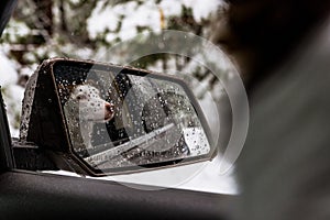 Reflection of a young dog in the rear-view side mirror of a car