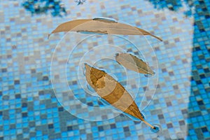 Reflections against leaves floating in the pool is enjoyable to look at and can bring happiness. These leaves in the pool have bee