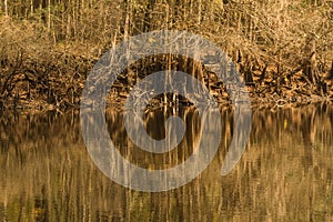 Reflections Along the Withlacoochee River