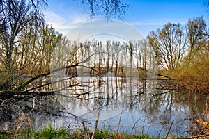 Reflections of bare trees in a calm pond. photo