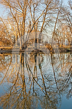 Reflections of Bare Trees in a Lake