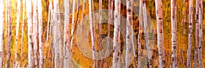 Reflections of Birch tree trunks and golden foliage in water. Autumnal panoramic background fall web banner