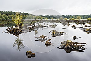 Reflections of Blakemere Moss