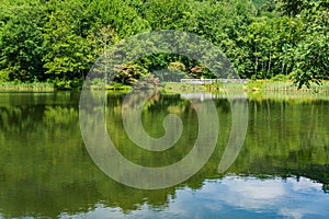 Reflections, Boardwalk and Trees on Abbott Lake