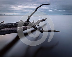 Reflections of branches of a fallen tree on Myall Lake in Australia