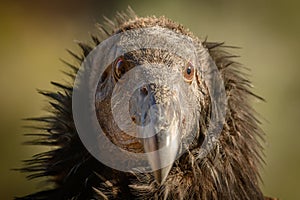 Reflections in California Condors Eyes