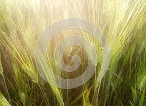 Reflections between the cereal. grain of the variety Durum Wheat.