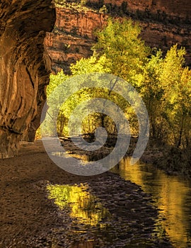 Reflections of Cottonwoods