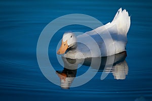 Reflections of a duck`s tale.