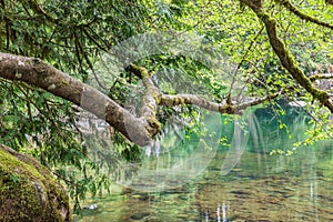 Reflections in the East Fork Lews River