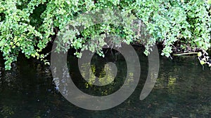 Reflections on an English River 2