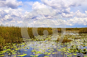 Reflections in the Everglades in Florida USA