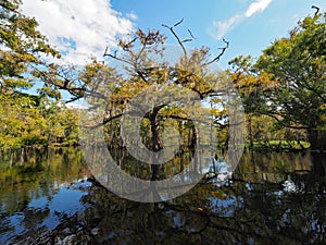 Reflections on Fisheating Creek, Florida.