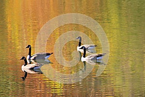 Reflections on Golden Waters - Canadian Geese