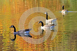 Reflections on Golden Waters - Canadian Geese