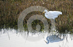 Reflections of a Great Egret