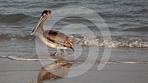 Reflections of an Immature Wading in the Surf