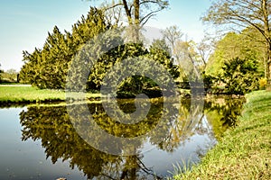 Reflections in a lake of green spring plants