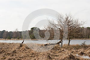 Reflections in the Leersumse Plassen