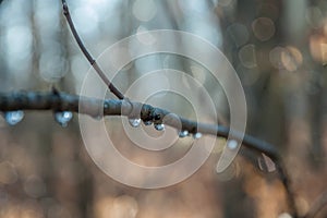 Reflections of light in water drops