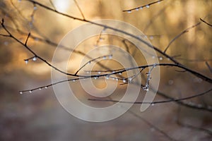 Reflections of light in water drops