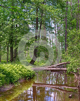 Reflections, Little Cedar River, Gladwin, MI