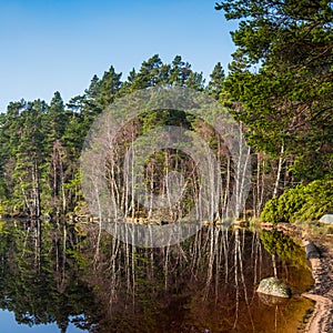 Reflections in Loch Garten