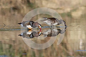 Reflections of Mandarina duck