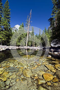 Reflections in Merced river, Yosemite National Park,California, USA