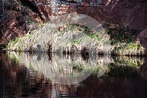 reflections of old trees in water