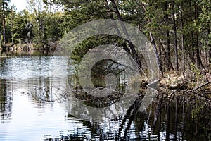 reflections of old trees in water