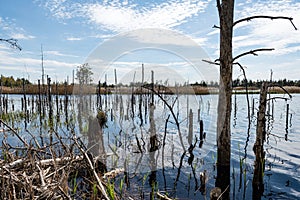 reflections of old trees in water