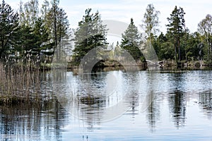 reflections of old trees in water