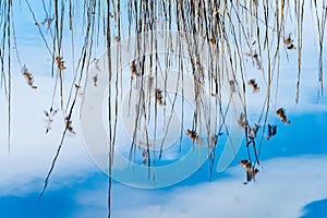 reflections of old trees in water