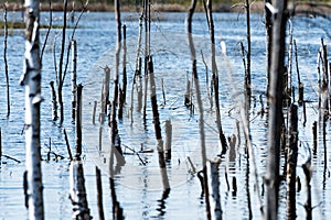 reflections of old trees in water