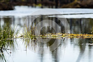 reflections of old trees in water