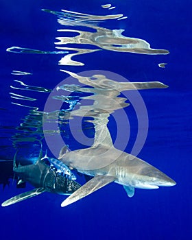 Reflections of a Pair of Sharks at Cat Island in the Bahamas