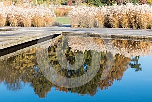 Reflections plants and reeds with autumn colors in the pond of a city park