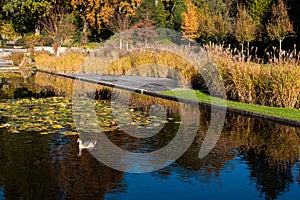 Reflections plants and reeds with autumn colors in the pond of a city park