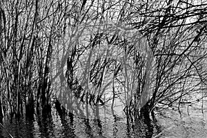 Reflections of plants and trees growing in water on nature reserve