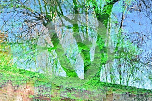 Reflections of plants and trees in the water of a pond photo