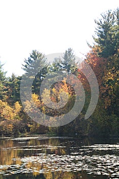 Reflections on a pond in Harold Parker State Park